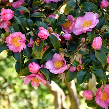 山茶花の開花時期 花の形や色 散り方 椿との違い 花言葉とは 桃色の雫