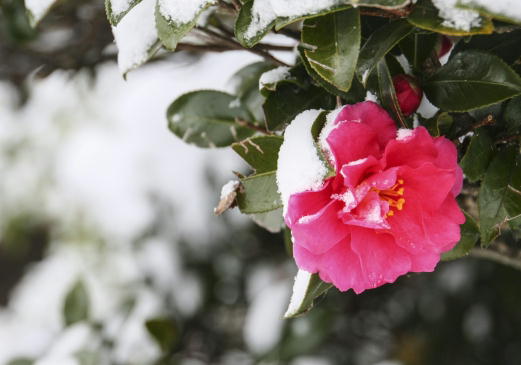 山茶花の開花時期 花の形や色 散り方 椿との違い 花言葉とは 桃色の雫